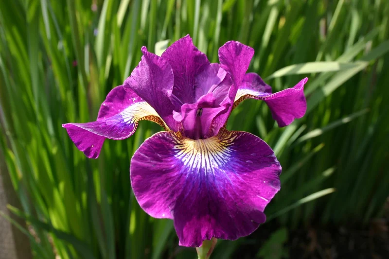 Iris sibirica 'Berlin Purple Wine' (Sibirische Schwertlilie)