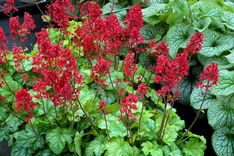Heuchera 'Tokyo' (Purpurglöckchen)