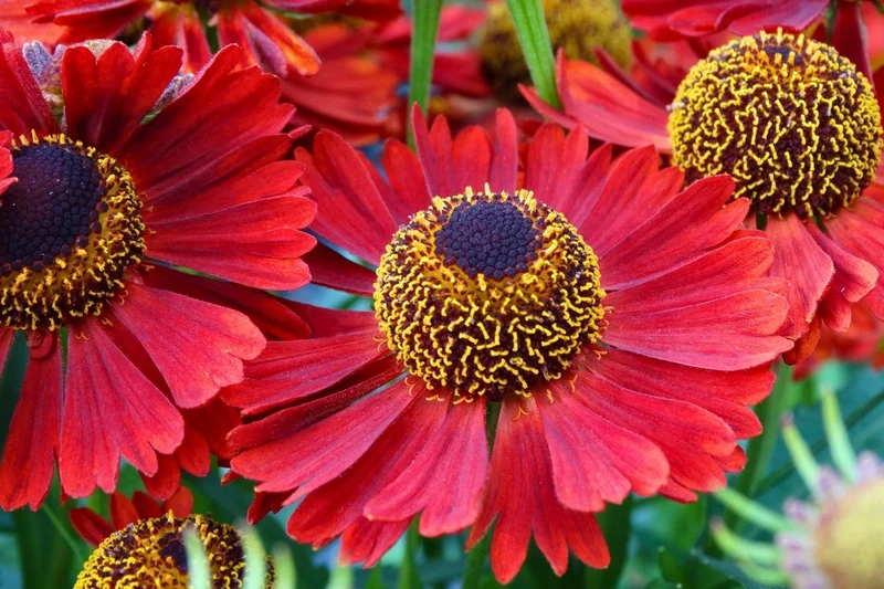 Helenium 'Mariachi Siesta' (Sonnenbraut)