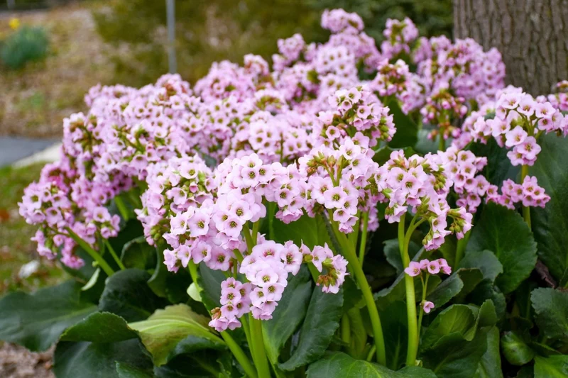 Bergenia 'Fairytale Romance' (Garten-Bergenie)