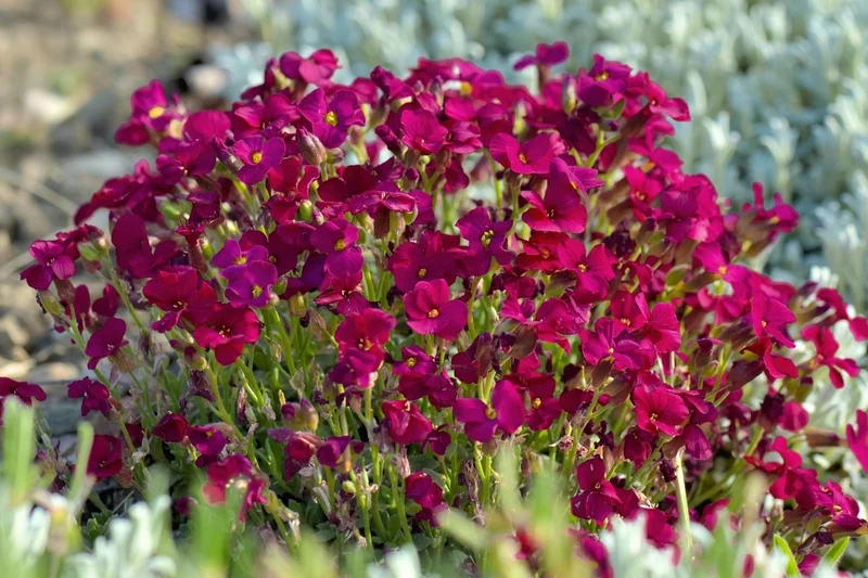 Aubrieta 'Red Carpet' (Garten-Blaukissen)