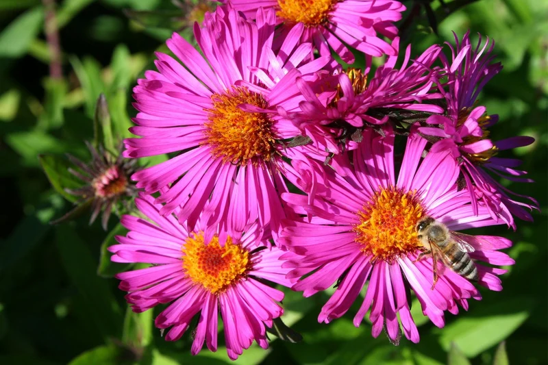 Aster novae-angliae 'Septemberrubin' (Raublatt-Aster)