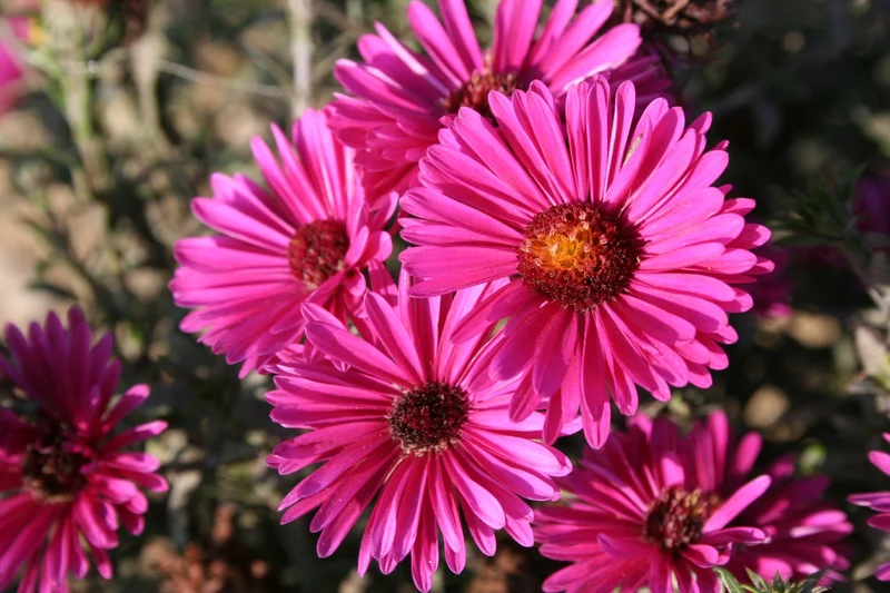 Aster dumosus 'Jenny' (Kissen-Aster)