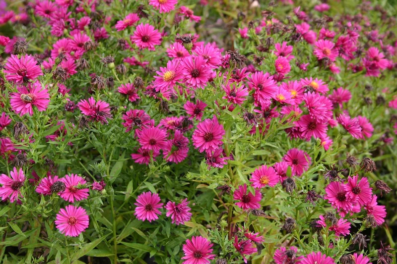 Aster dumosus 'Jenny' (Kissen-Aster)