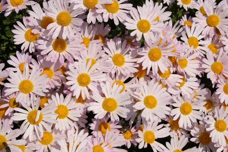 Arctanthemum arcticum 'Roseum' (Grönlandmargarite)