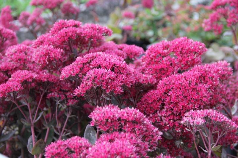 Sedum telephium 'Thunderhead' (Garten-Fetthenne)