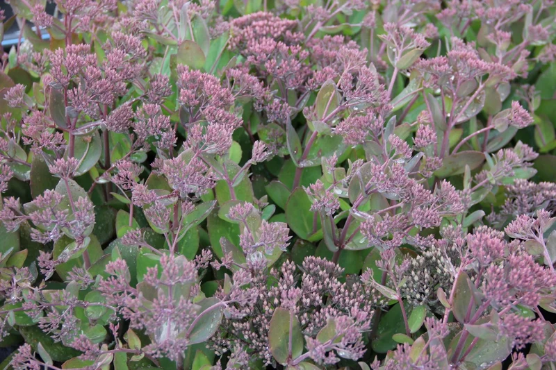 Sedum telephium 'Thunderhead' (Garten-Fetthenne)