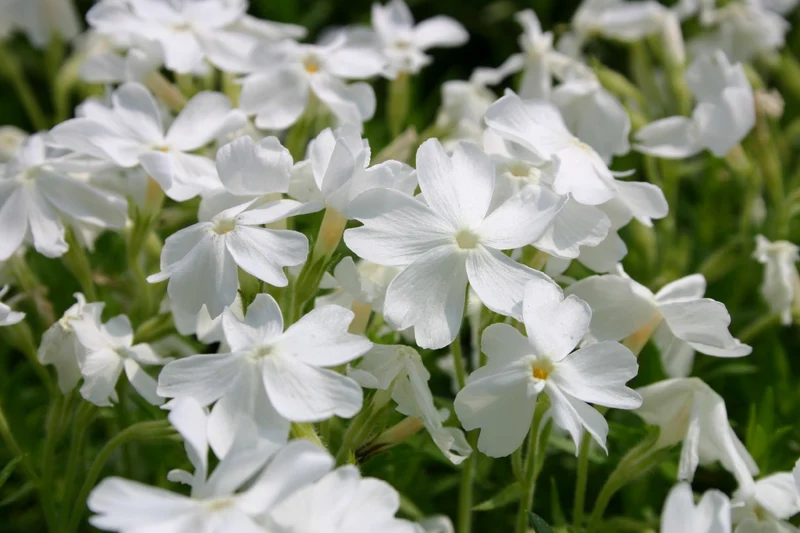 Phlox subulata 'White Delight' (Garten-Teppich-Flammenblume)