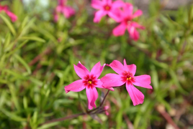 Phlox subulata 'Scarlet Flame' (Garten-Teppich-Flammenblume)