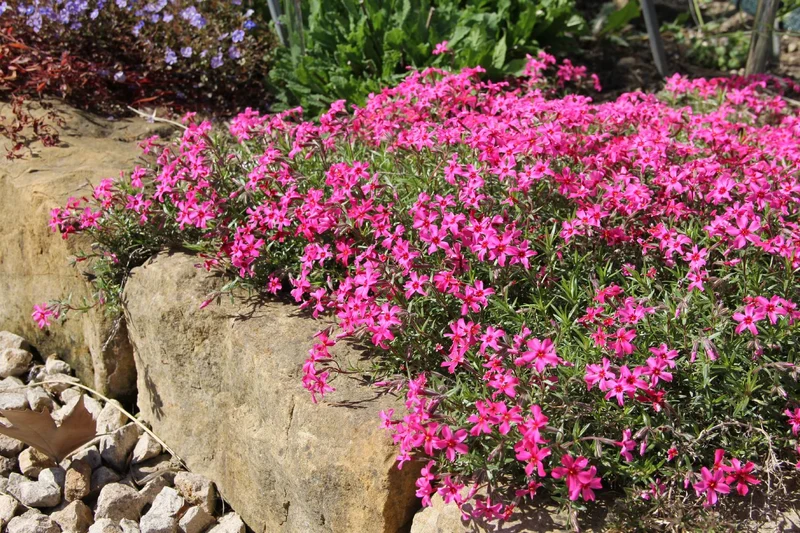 Phlox subulata 'Scarlet Flame' (Garten-Teppich-Flammenblume)