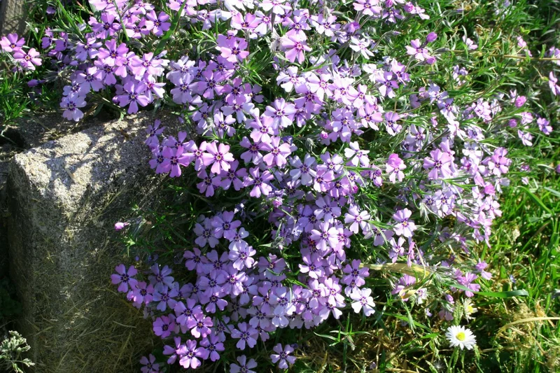 Phlox subulata 'Purple Beauty' (Teppich-Flammenblume)