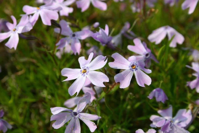 Phlox subulata 'Emerald Cushion Blue' (Teppich-Flammenblume)