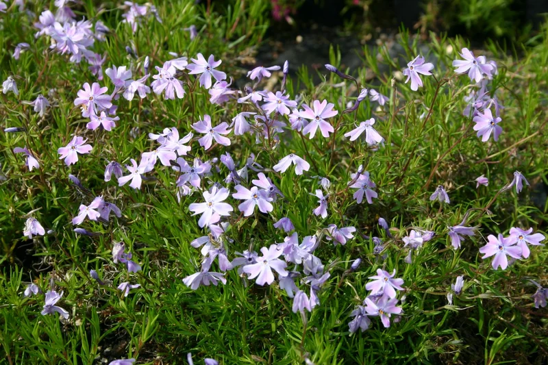 Phlox subulata 'Emerald Cushion Blue' (Teppich-Flammenblume)