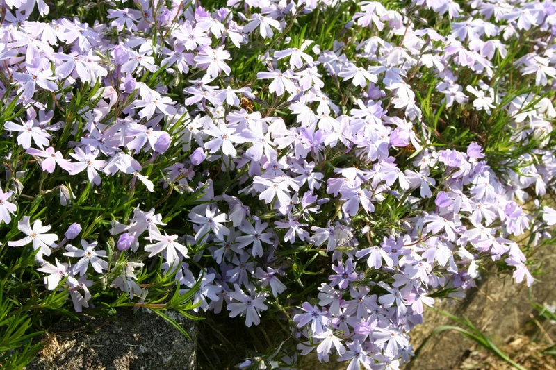Phlox subulata 'Emerald Cushion Blue' (Teppich-Flammenblume)