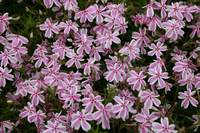Phlox subulata 'Candy Stripes' (Teppich-Flammenblume)