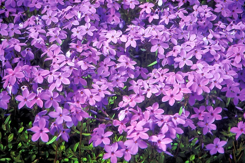 Phlox stolonifera 'Purpurea' (Kanadische Flammenblume)