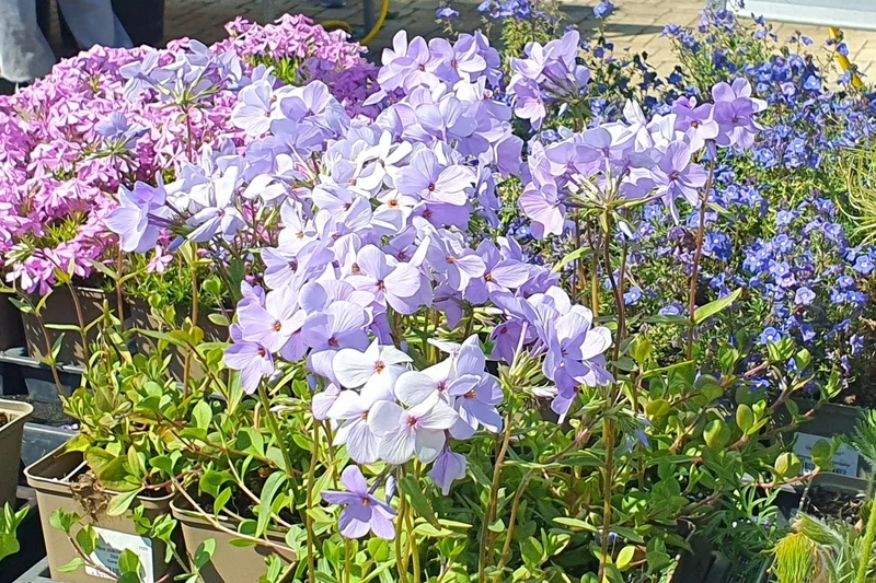 Phlox stolonifera 'Blue Ridge' (Kanadische Garten-Flammenblume)
