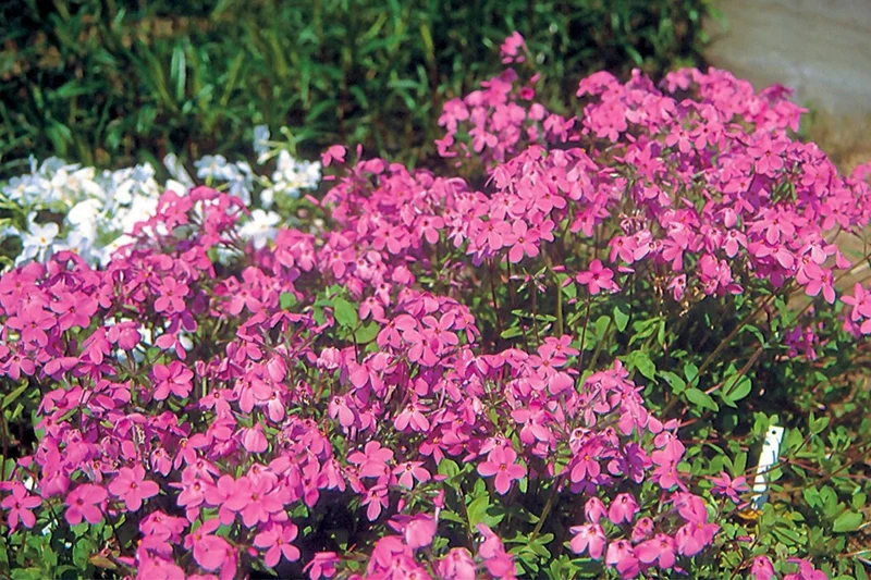 Phlox stolonifera 'Home Fires' (Flammenblume | Wanderphlox)