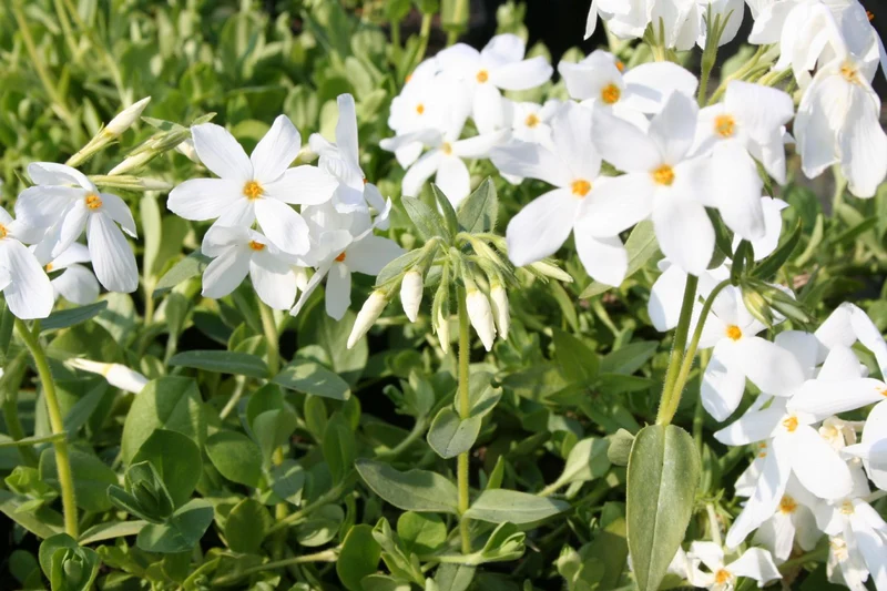 Phlox stolonifera 'Ariane' (Kanadische Garten-Flammenblume)