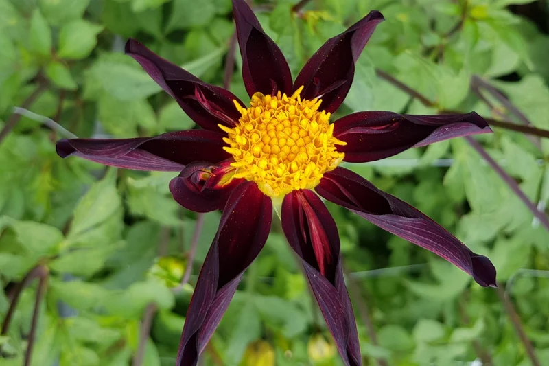 Dahlia 'Veronne's Obsidian' (Orchideenblütige Dahlie)