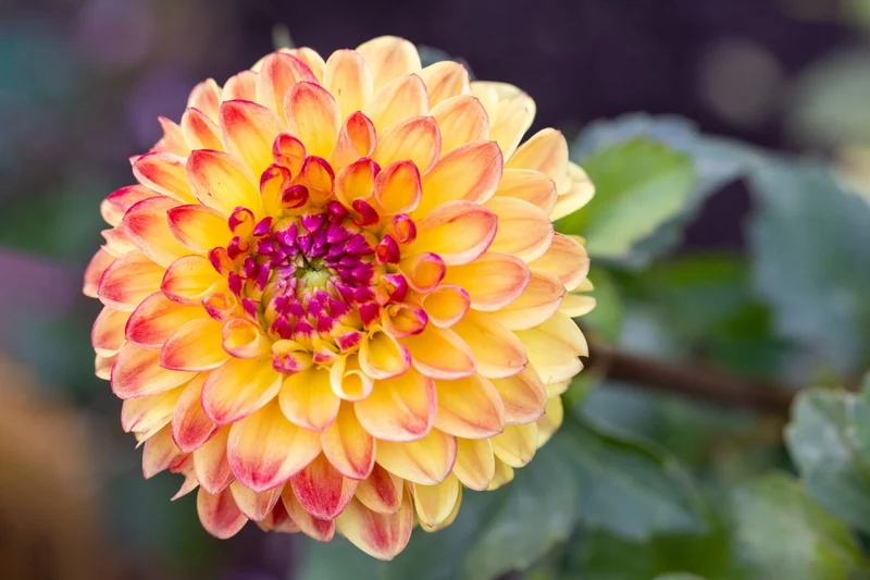 Dahlia 'Sunny Boy' (Ball-Dahlie)
