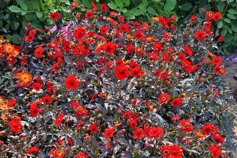 Dahlia 'Pulp Fiction' (Niedrige Dahlie)
