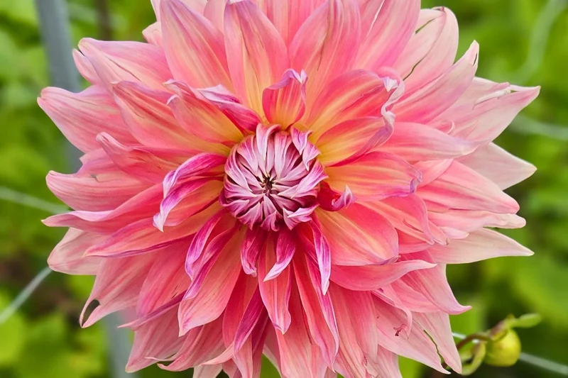 Dahlia 'Penhill Dark Monarch' (Riesenblütige Dahlie)