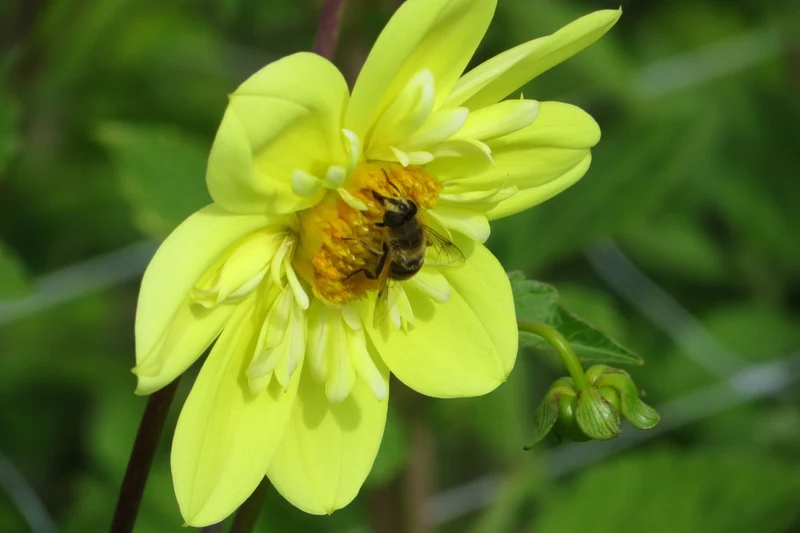 Dahlia 'Kelsey Sunshine' (Halskrausen-Dahlie)