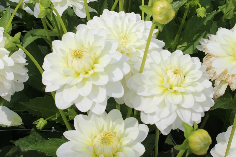 Dahlia 'Karma Serena' (Seerosenblütige Dahlie)