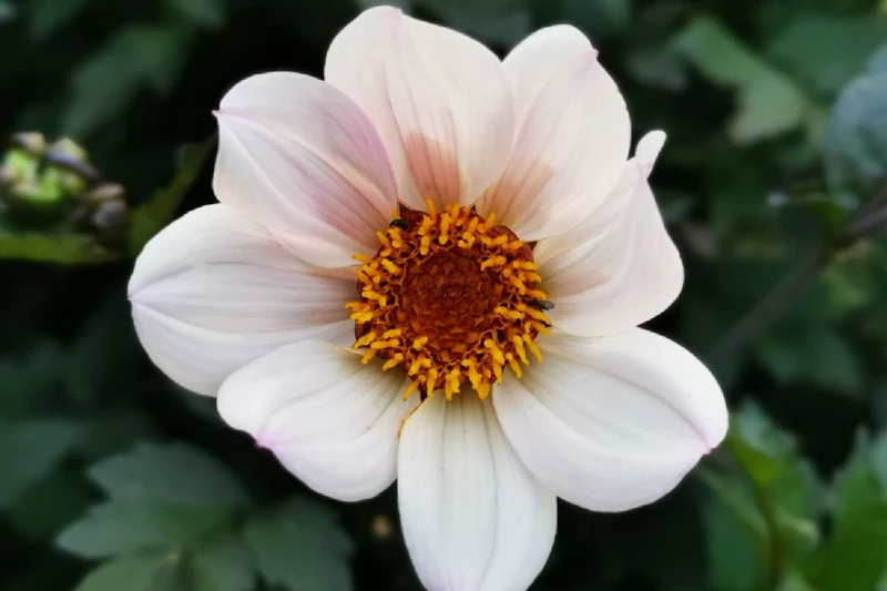 Dahlia 'Happy Single Princess' (Einfache Dahlie)