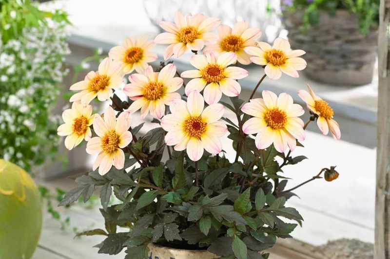 Dahlia 'Happy Days Cream White' (Einfachblühende Dahlie)