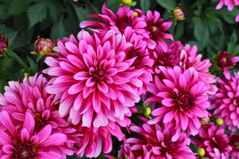Dahlia 'Gallery Art Nouveau' (Garten-Dahlie)