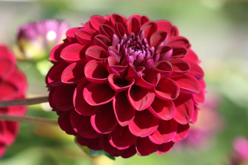 Dahlia 'Gipsy Night' (Pompon-Dahlie)