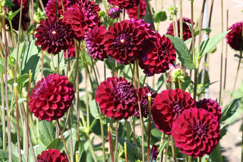 Dahlia 'Gipsy Night' (Pompon-Dahlie)