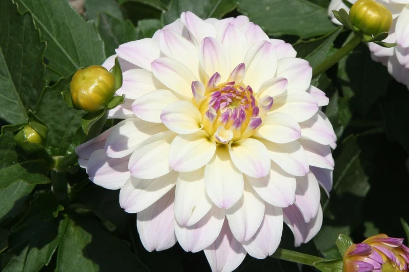 Dahlia 'Gallery Monet' (Dahlie)