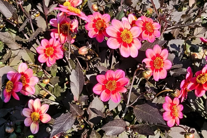 Dahlia 'Dahlegria Tricolore' (Mignon-Dahlie)