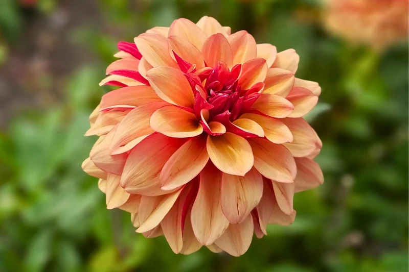 Dahlia 'Crème de Cognac' (Schmuck-Dahlie)