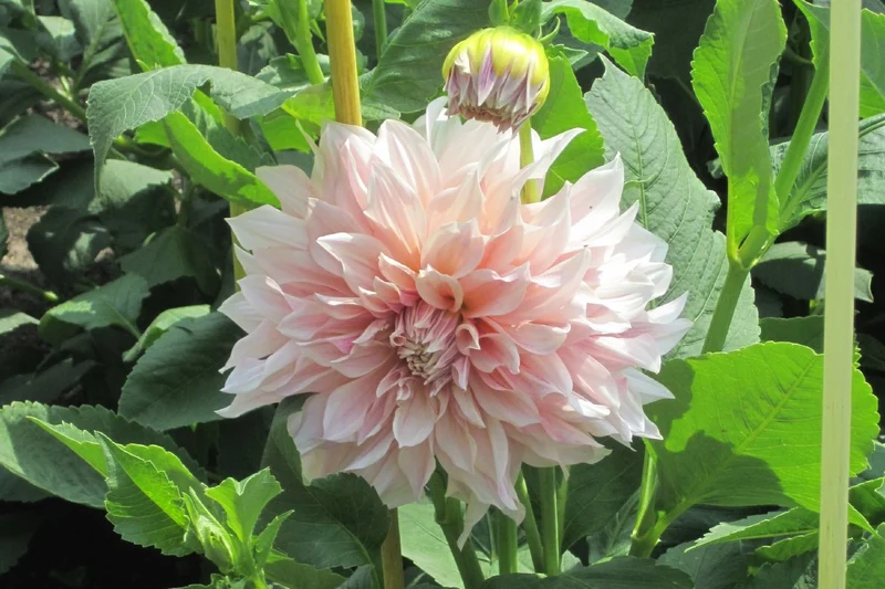 Dahlia 'Cafe au Lait' (Riesenblütige Dahlie)