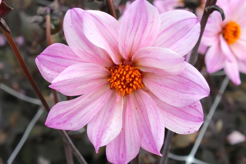 Dahlia 'Bishop of Leicester' (Duplex-Dahlie)