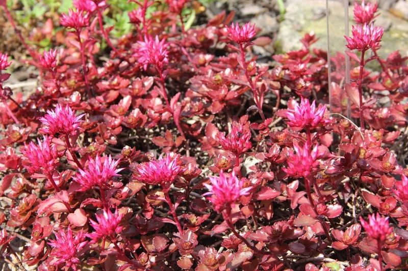 Sedum spurium 'Fuldaglut' (Teppich-Fetthenne)