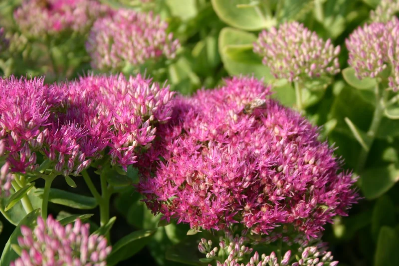 Sedum spectabile 'Carmen' (Prächtige Garten-Fetthenne)