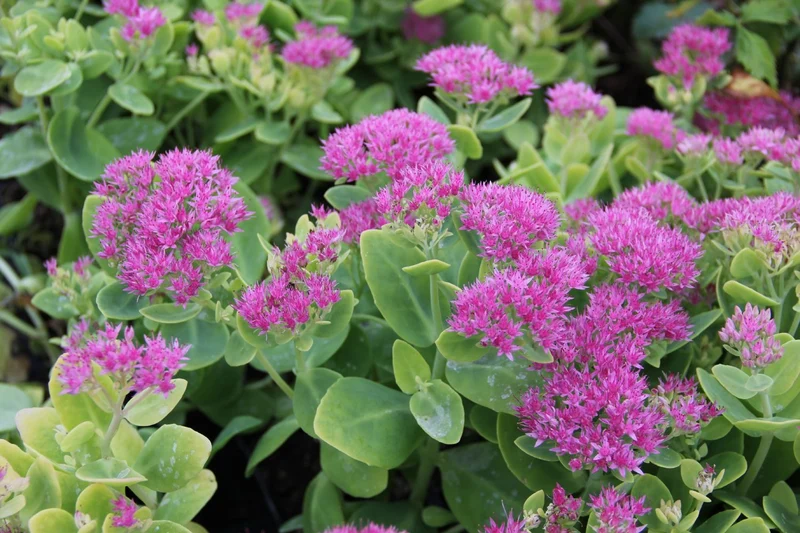 Sedum spectabile 'Brilliant' (Prächtige Garten-Fetthenne)
