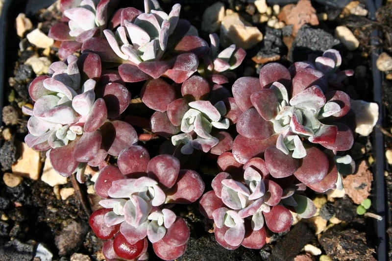 Sedum spathulifolium 'Purpureum' (Spatelblättrige Garten-Fetthenne)