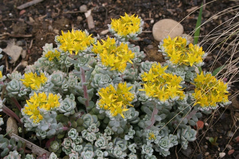 Sedum spathulifolium 'Cape Blanco' (Spatelblättrige Garten-Fetthenne)