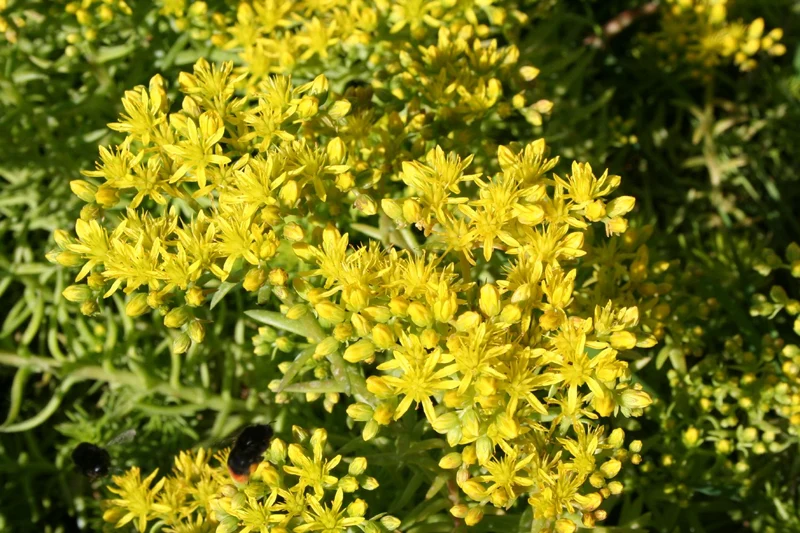 Sedum reflexum 'Angelina' (Nickende Garten-Fetthenne)
