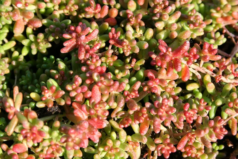 Sedum album 'Coral Carpet' (Garten-Rotmoos-Mauerpfeffer)