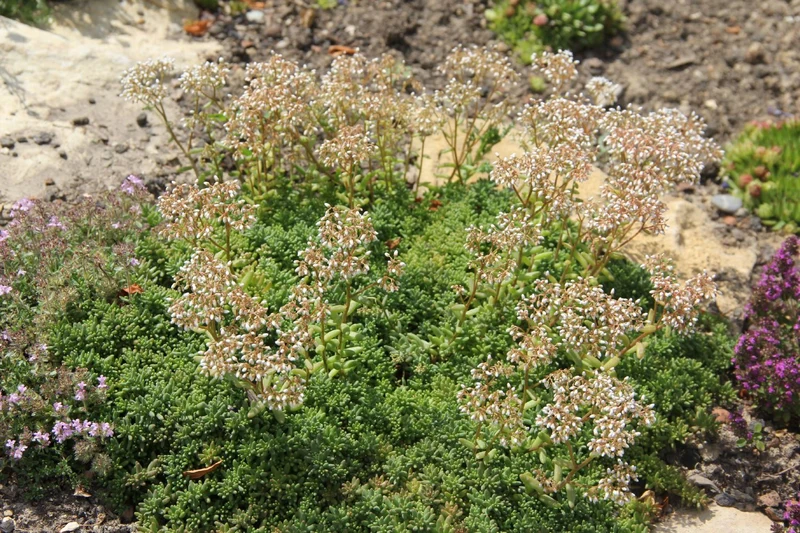 Sedum album 'Coral Carpet' (Garten-Rotmoos-Mauerpfeffer)