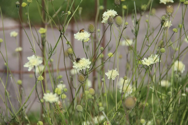 Scabiosa ochroleuca (Gelbe Skabiose)