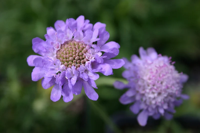 Scabiosa japonica var. alpina (Japanische Berg-Skabiose)