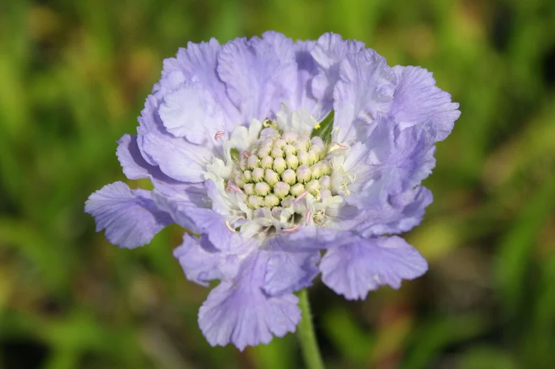 Scabiosa caucasica 'Perfecta Blue' (Große Garten-Skabiose)
